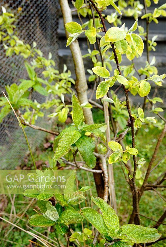 Mespilus germanica - Medlar Tree sprouting from pear rootstock