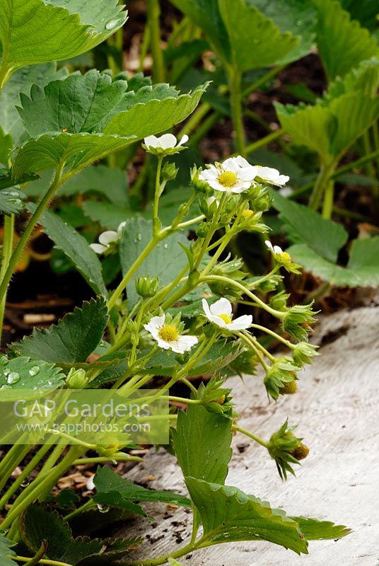 Fragaria 'Temptation'