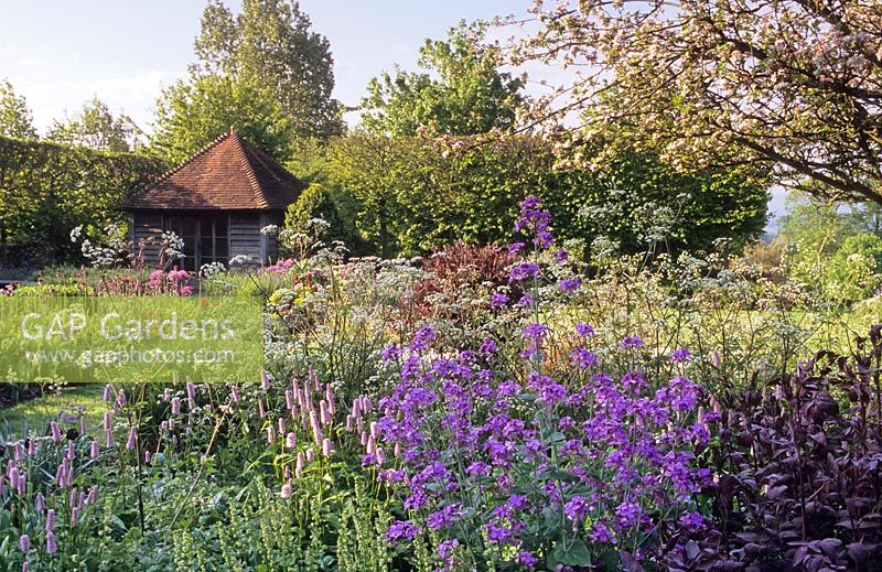 Late Spring border of Lunaria - Honesty and Athyrium ravens. Private garden, Sussex