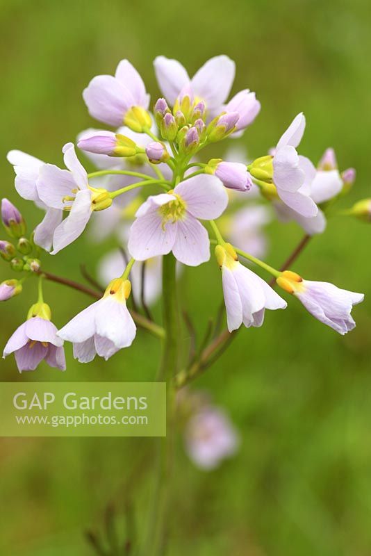 Cardamine pratensis - Lady's Smock or Cuckoo flower in May