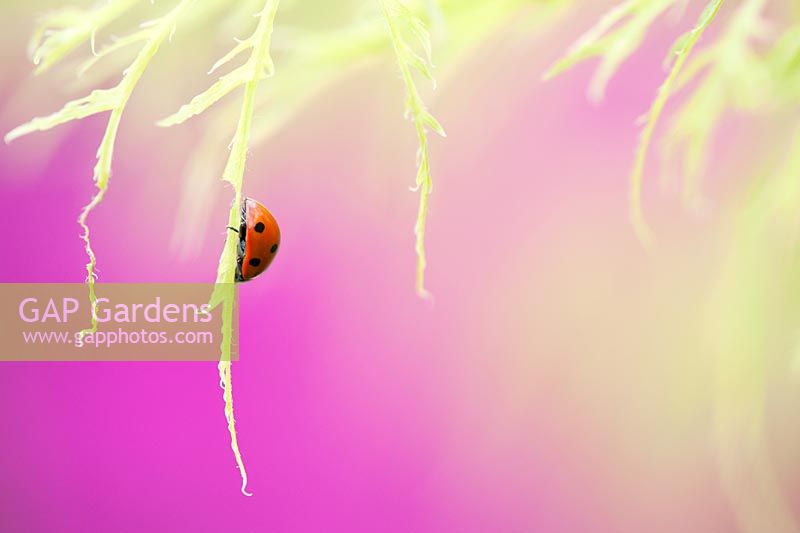 Coccinellidae - Ladybird resting on new Acer leaves 
