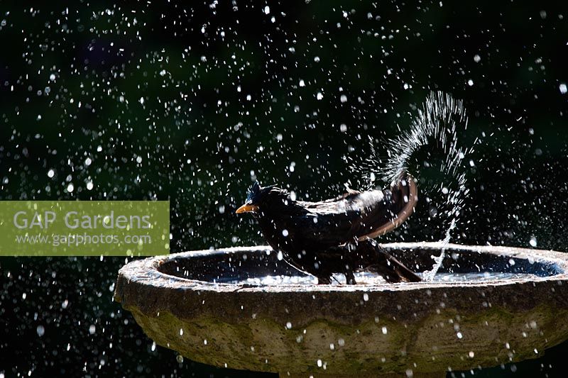 Sturnus vulgaris - Starling washing in bird bath 