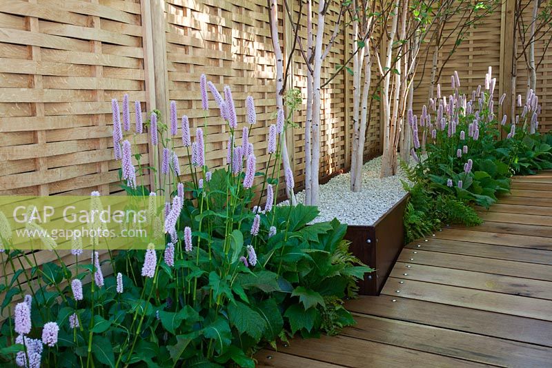 Persicaria bistorta 'Superba' edge an oak path and fence with Betula utilis planted in raised beds. The Go Modern Garden, Silver medal winner at RHS Chelsea Flower Show 2010