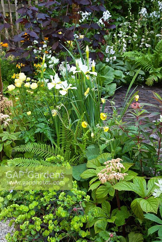 Planting detail including Corylus maxima 'Purpurea', Trollius 'Cheddar', Iris sibirica 'Dreaming Yellow', Geum, Euphorbia and ferns. The 'Music on the Moors' garden - Gold medal winner at RHS Chelsea Flower Show 2010 
 