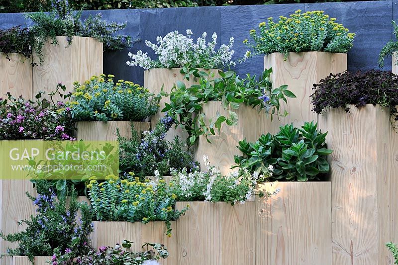 Trifolium, Clematis and Sedum in terraced hexagonal planters - Global Stone Bee Friendly Plants Garden, Silver medal winner at RHS Chelsea Flower Show 2010
