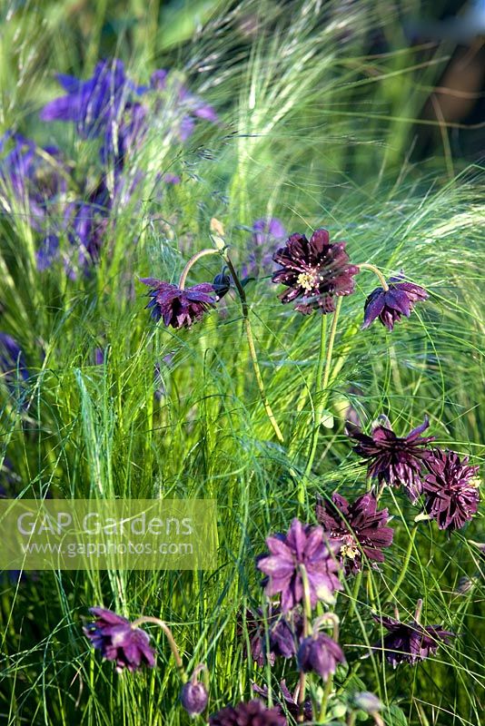 Aquilegia 'Black Barlow' and Stipa tenuissima - Kebony, Naturally Norway Garden, Silver Gilt medal winner, RHS Chelsea Flower Show 2010