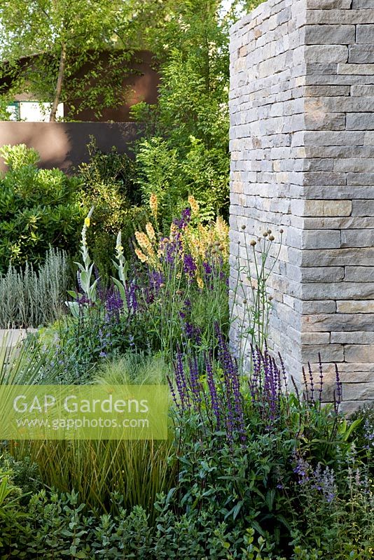 Salvia 'Caradonna', Stipa tenuissima and Libertia peregrinans around the dry stone wall - The Daily Telegraph Garden, Best in Show, Gold medal winner, Chelsea Flower Show 2010