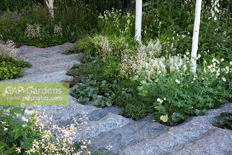 A rough granite path leads through woodland planting including Tiarella, Geranium, Gillenia beneath Betula utilis var. jacquemontii. The Cancer Research UK Garden, Gold Medal Winner RHS Chelsea Flower Show 2010