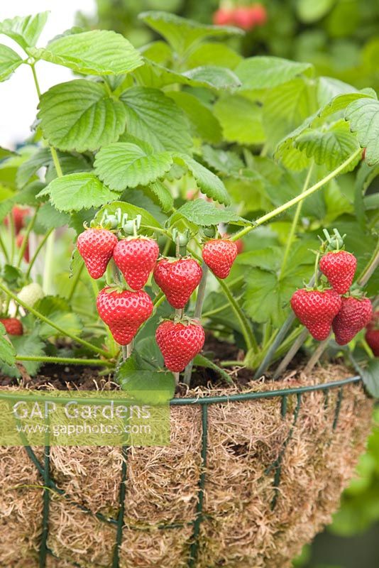 Strawberry 'Honeoye' in a hanging basket - RHS Chelsea Flower Show 2010