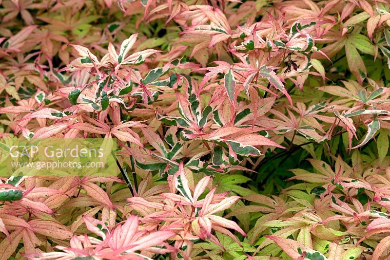 Acer palmatum 'Shirazz' - RHS Chelsea Flower Show 2010
