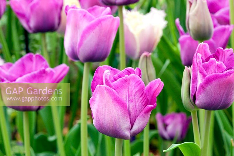 Tulipa 'Bleu Aimable' - RHS Chelsea Flower Show 2010 
