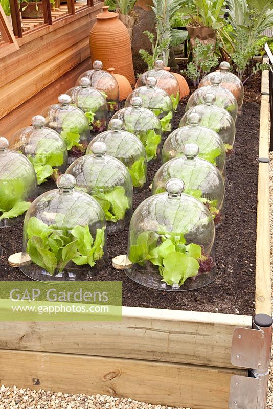 Lettuce under cloches in raised bed, RHS Chelsea Flower Show 2010 