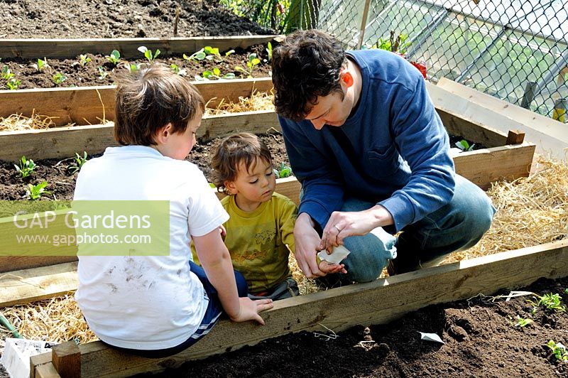 Family sowing seed in a communal vegetable plot on the Olden Garden, a community garden in Highbury, Islington UK