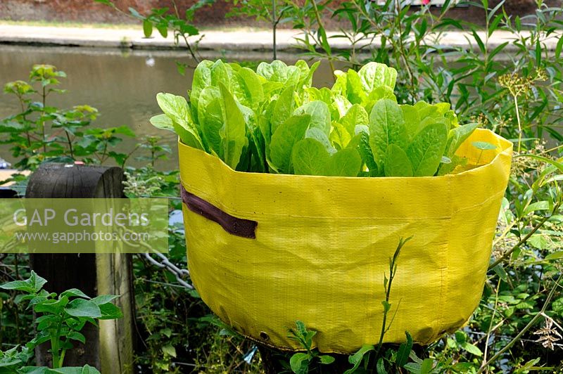 Lettuce growing in a yellow reusable growing bag at Camley Street Natural Park. Regent's Canal in the background, Kings Cross, London.
