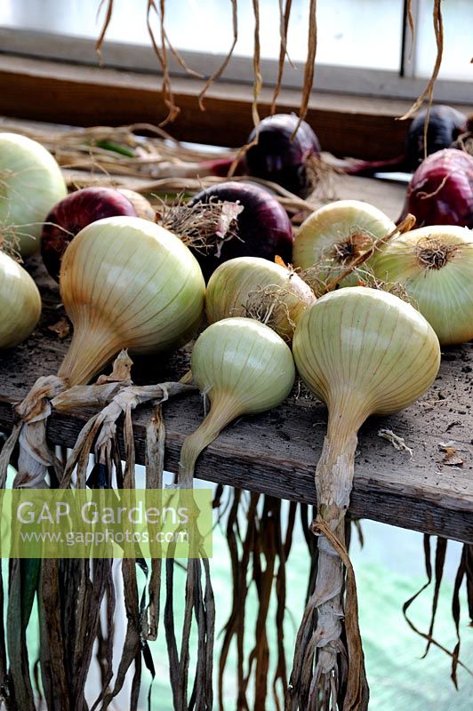 Onions drying on a shelf in an urban allotment shed in front of window