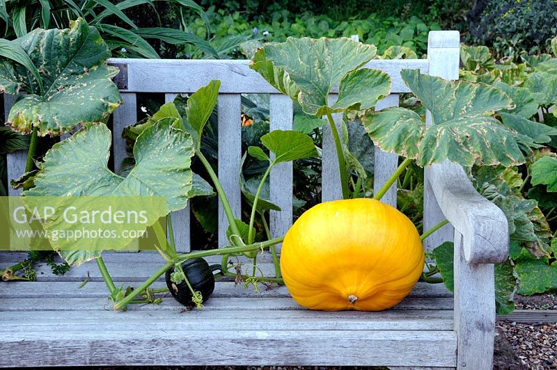 Cucurbita - Pumpkin growing through bench, Chiswick House Kitchen Garden