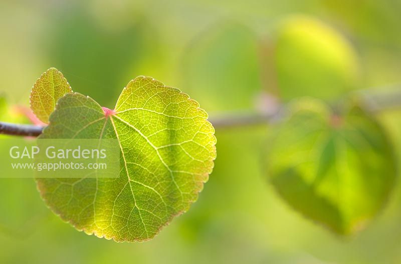 Cercidiphyllum japonicum 'Boyd's Dwarf'. Katsura Tree