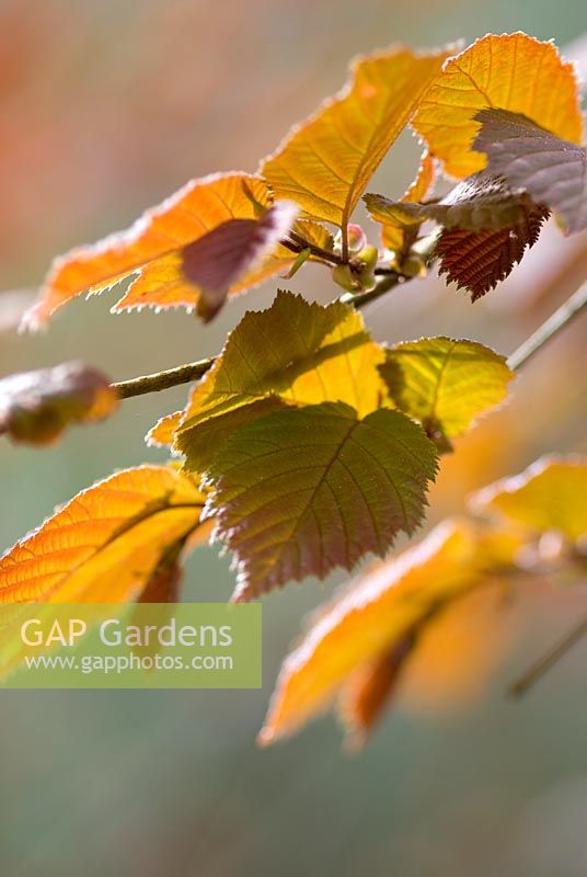 Corylus colurna 'Te Terra Red'