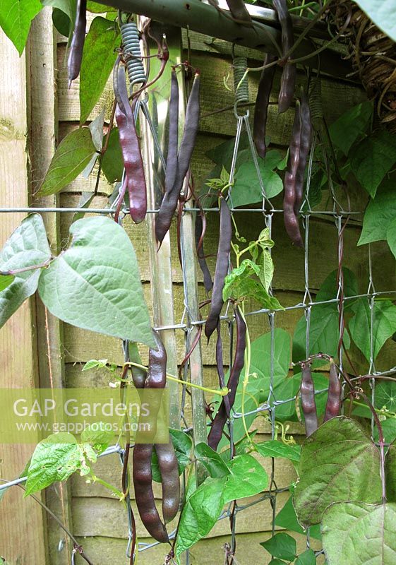 Purple podded climbing beans 'Trionfo Violetta' growing on a recycled sofa bed frame                               