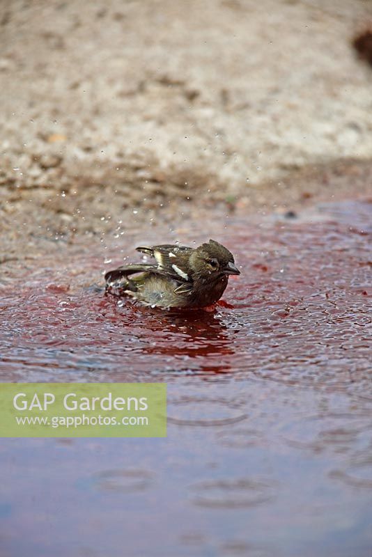 Fringilla coelebs - Chaffinch female bathing in garden pond