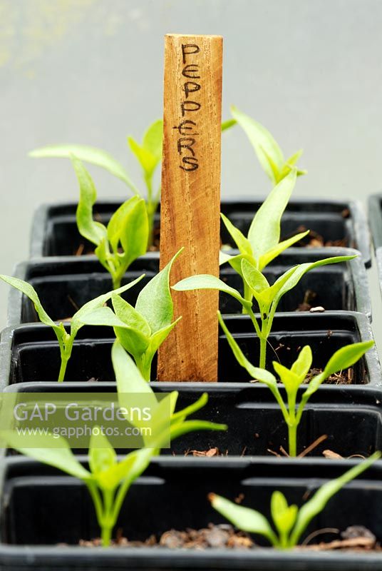 Seedlings of Sweet Peppers 'New Ace'