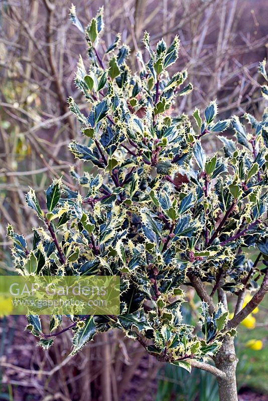 Ilex aquifolium 'Ferox Argentea' - Silver Hedgehog Holly