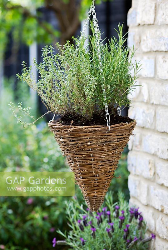 Lemon thyme and Rosemary in a woven rustic hanging basket