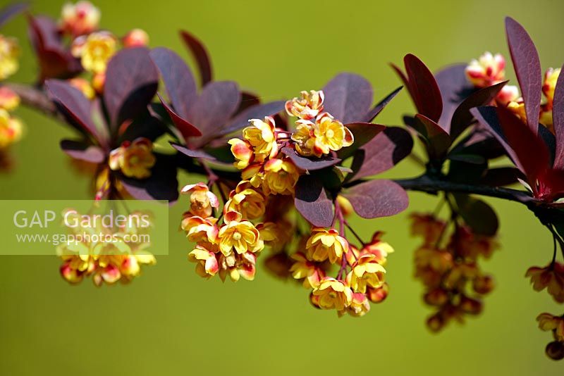 Berberis x ottawensis f. purpurea 'Superba' 