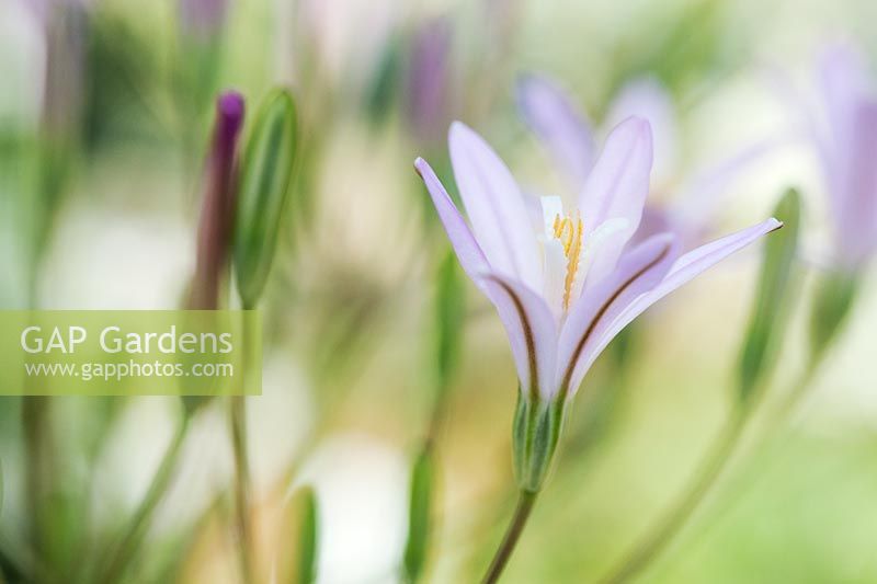 Brodiaea Californica - California brodiaea flower