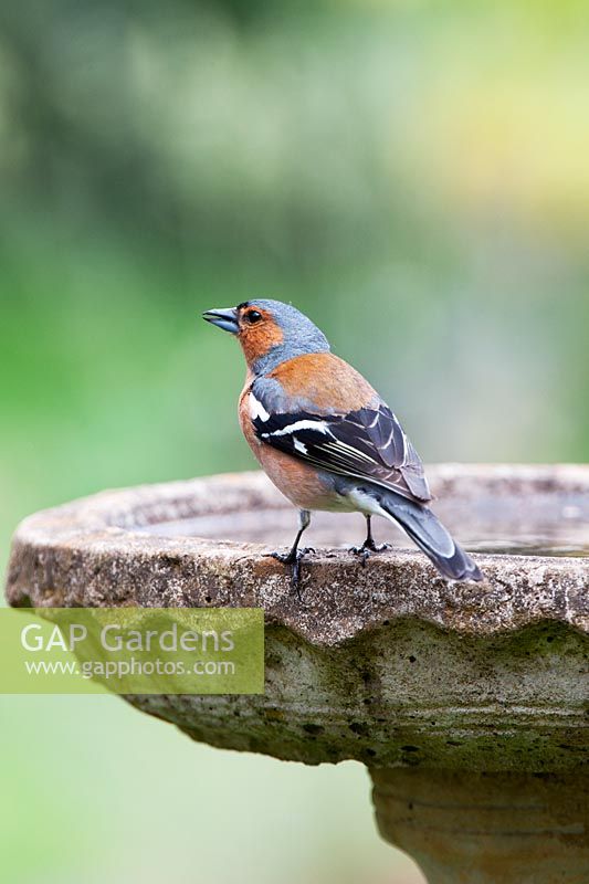 Fringilla coelebs - Male Chaffinch on a bird bath