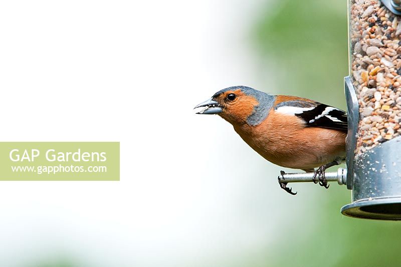 Fringilla coelebs - Male Chaffinch feeding on a seed feeder