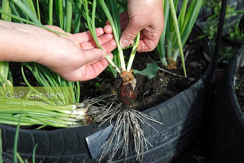 Allium cepa - Separating immature shallots for use as spring onions