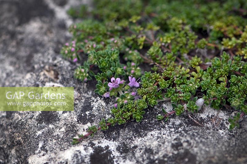 Thymus 'Annie Hall'