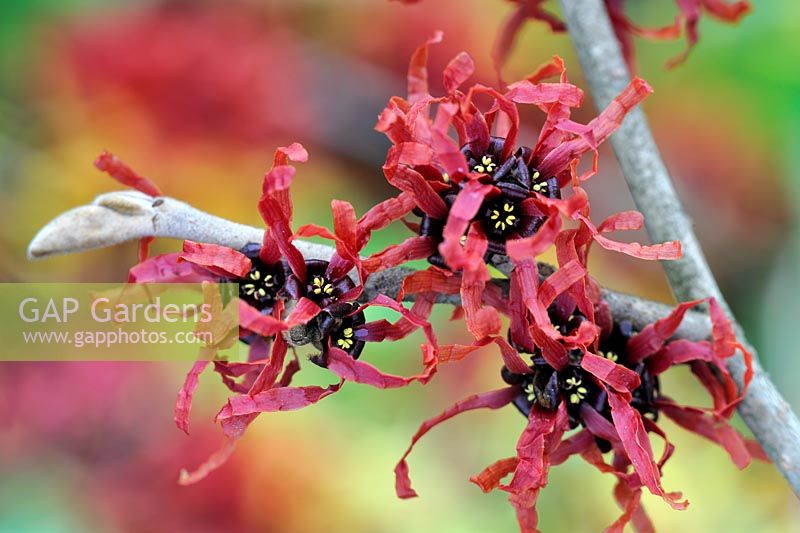 Hamamelis intermedia 'Diane'