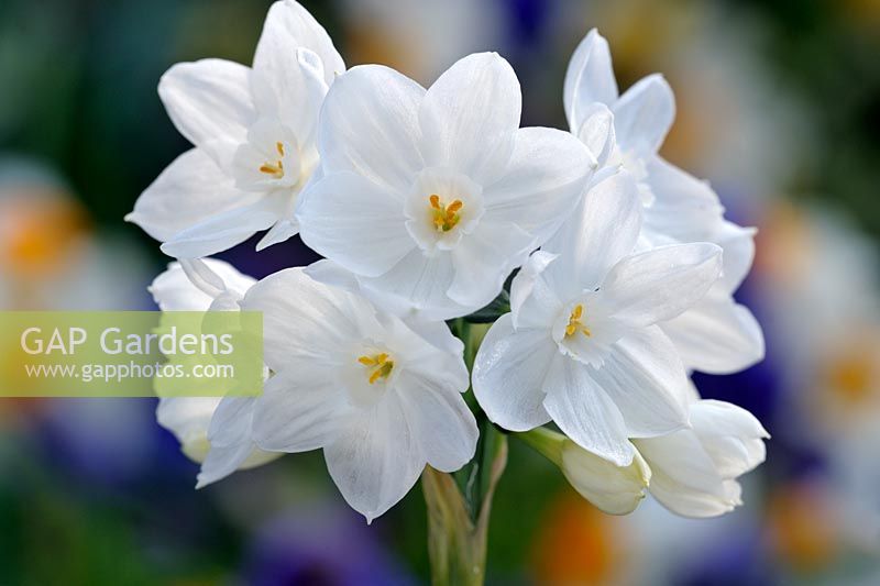 Narcissus biflorus - Paperwhite