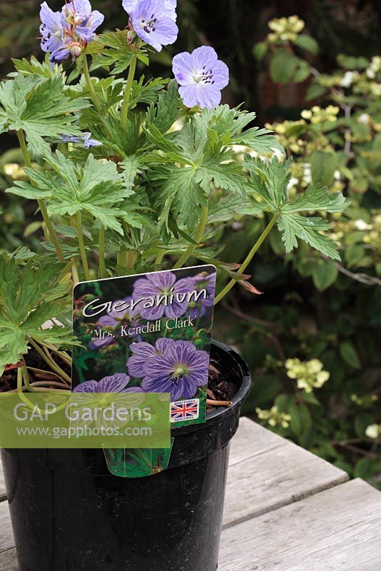 Geranium 'Mrs Kendall Clark' - Label describing perennial as British grown, fewer air miles for green credentials 