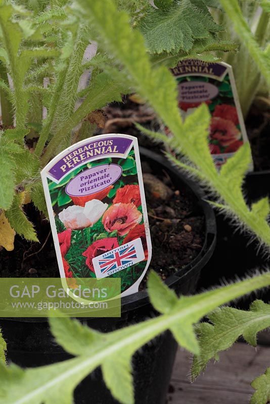 Papaver orientale 'Pizzicato' - Label describing perennial as British grown, fewer air miles for green credentials 
