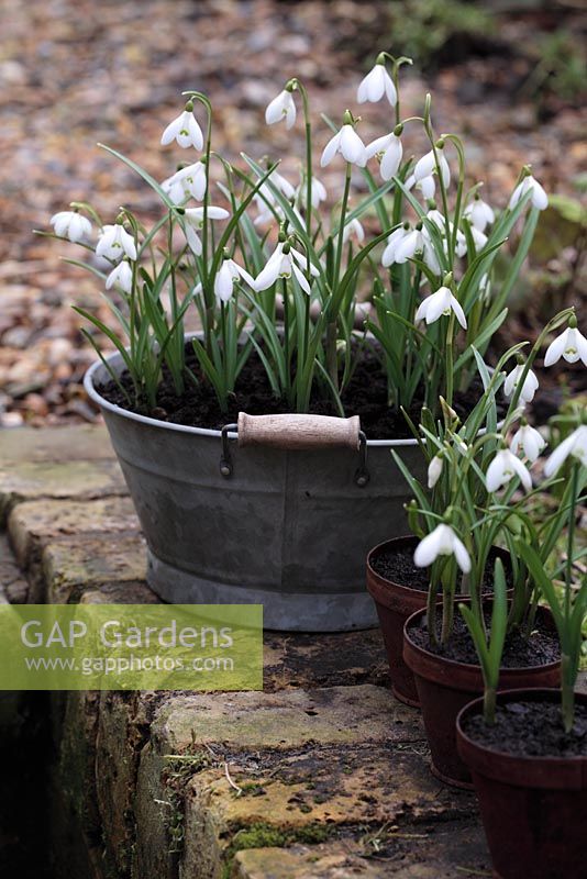 Galanthus nivalis - Snowdrops in metal containers