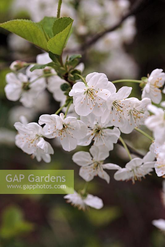 Prunus cerasus 'Morello' 