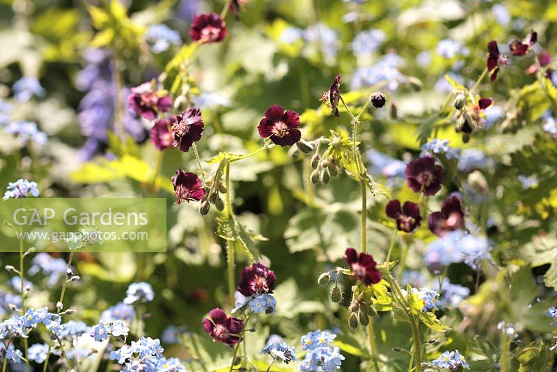 Geranium phaeum