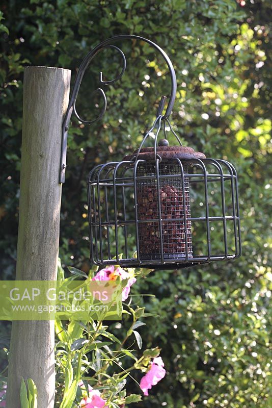 Squirrel proof bird feeder with peanuts on post in border
