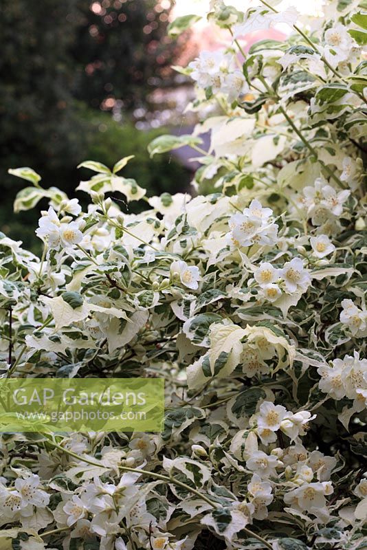 Philadelphus variegata in June