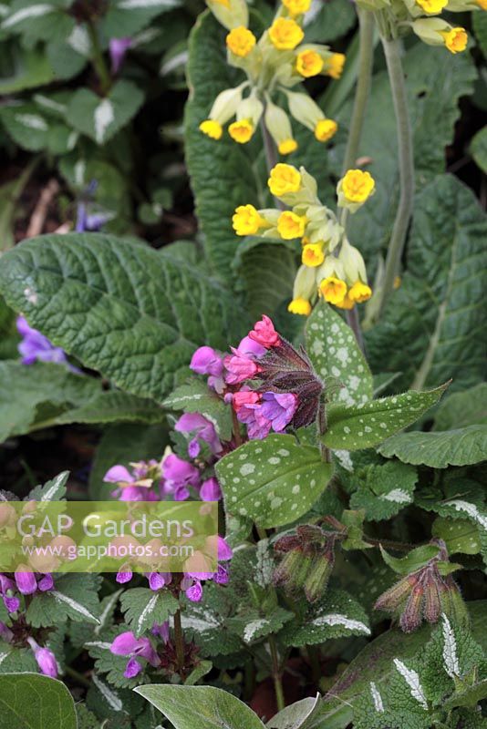 Primula veris, Pulmonaria and Lamium maculatum 