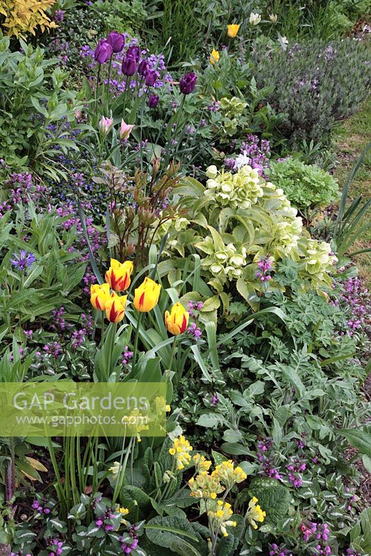 Late Spring perennial and bulb border with Tulipa 'Striped Belladonna', 'China Town' and 'Queen of the Night', Helleborus, Lamium maculatum, Primula veris, Centurea montana and Spiraea japonica