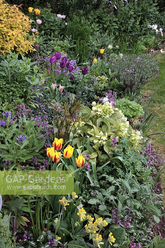 Late Spring perennial and bulb border with Tulipa 'Striped Belladonna', 'China Town' and 'Queen of the Night', Helleborus, Lamium maculatum, Primula veris, Centurea montana and Spiraea japonica
