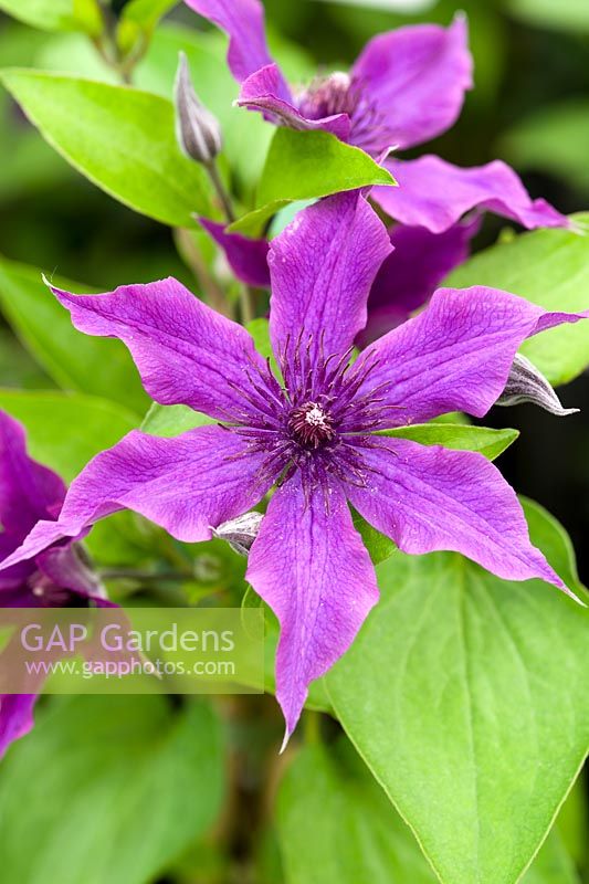 Clematis 'Guiding Promise'