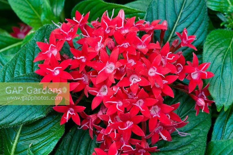 Pentas 'Egyptian Starcluster'