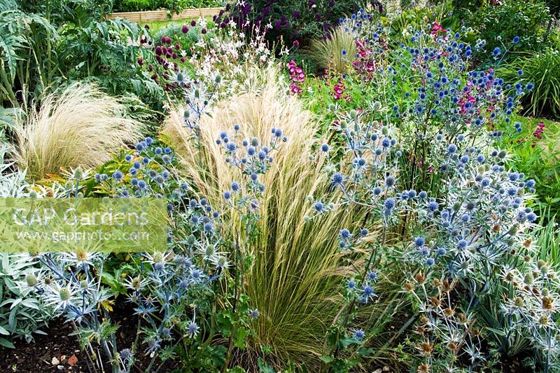 Eryngium ans Stipa tenuissima in mixed border - NGS, Saffrons, West Sussex