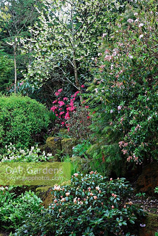 Spring border - RHS Rosemoor