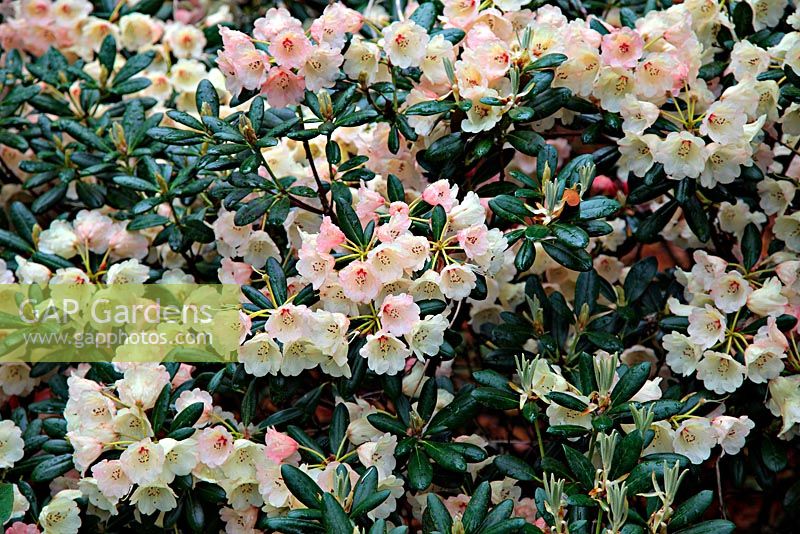 Rhododendron 'Tidbit' AGM